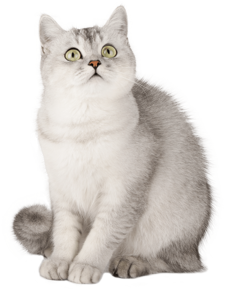 Compassionate Cat Care in Madison, AL