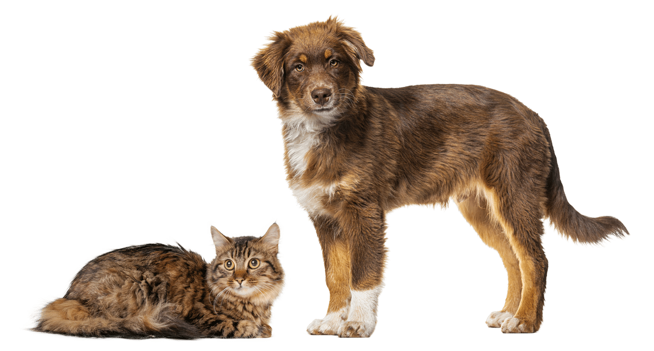 Pet care in Madison, AL