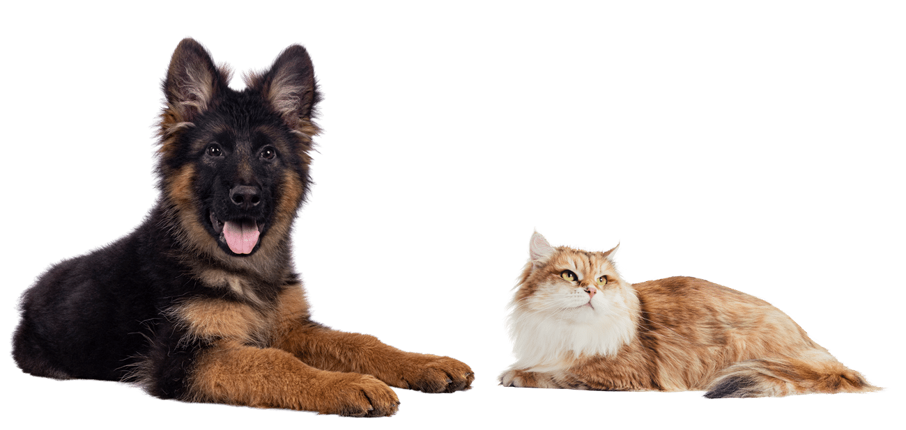 Book a vet appointment in Madison, AL