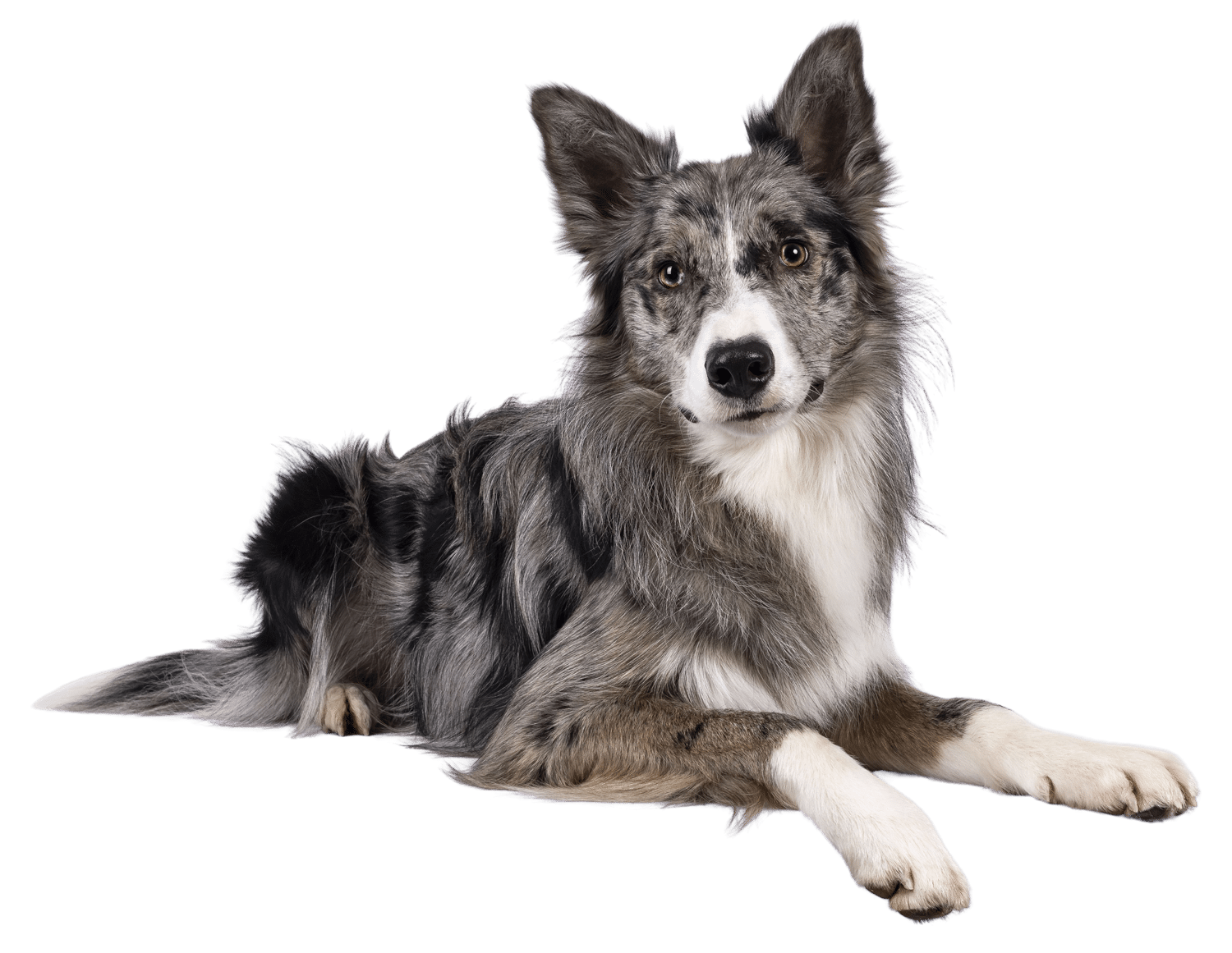 Dog veterinarian in Madison, AL