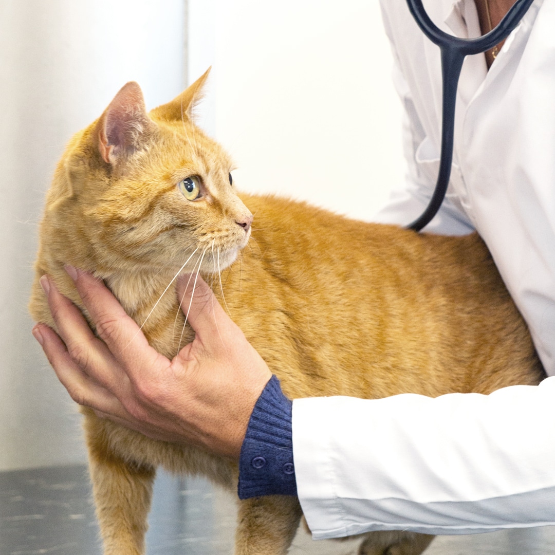 Veterinary treatment in Madison, AL