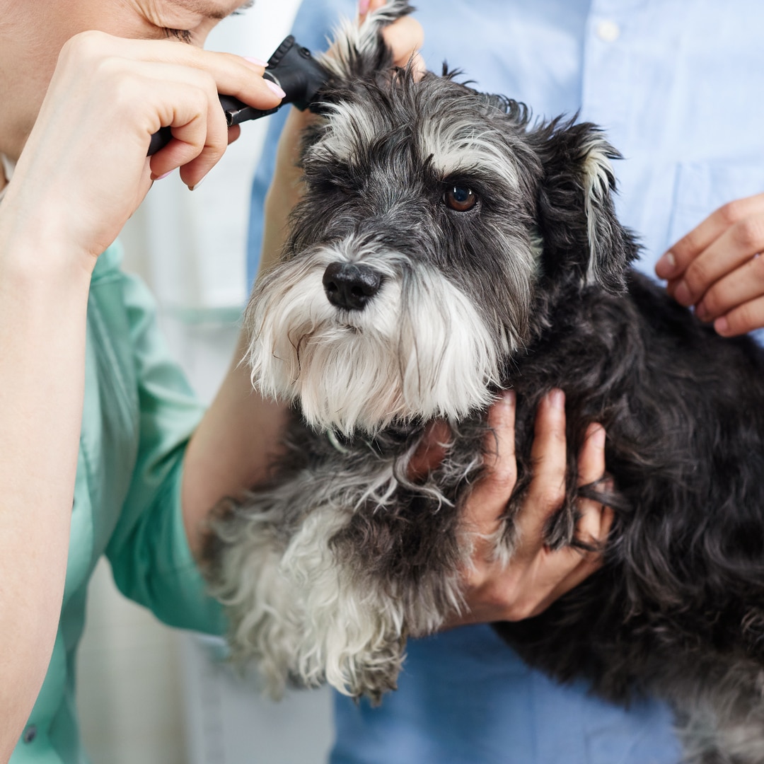 Pet treatments in Madison, AL