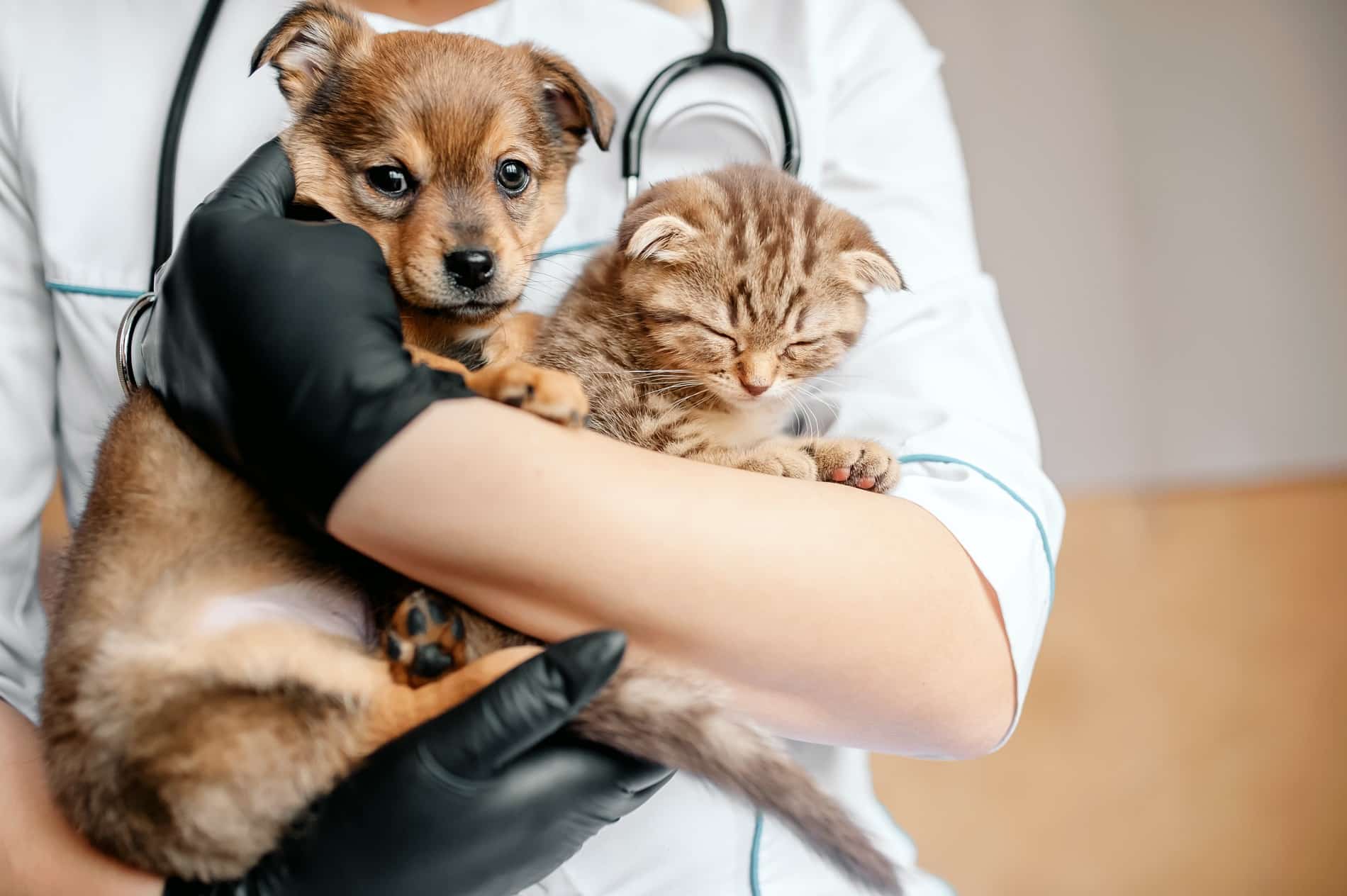 Happy Puppy and kitty after veterinary appointment in Madison AL