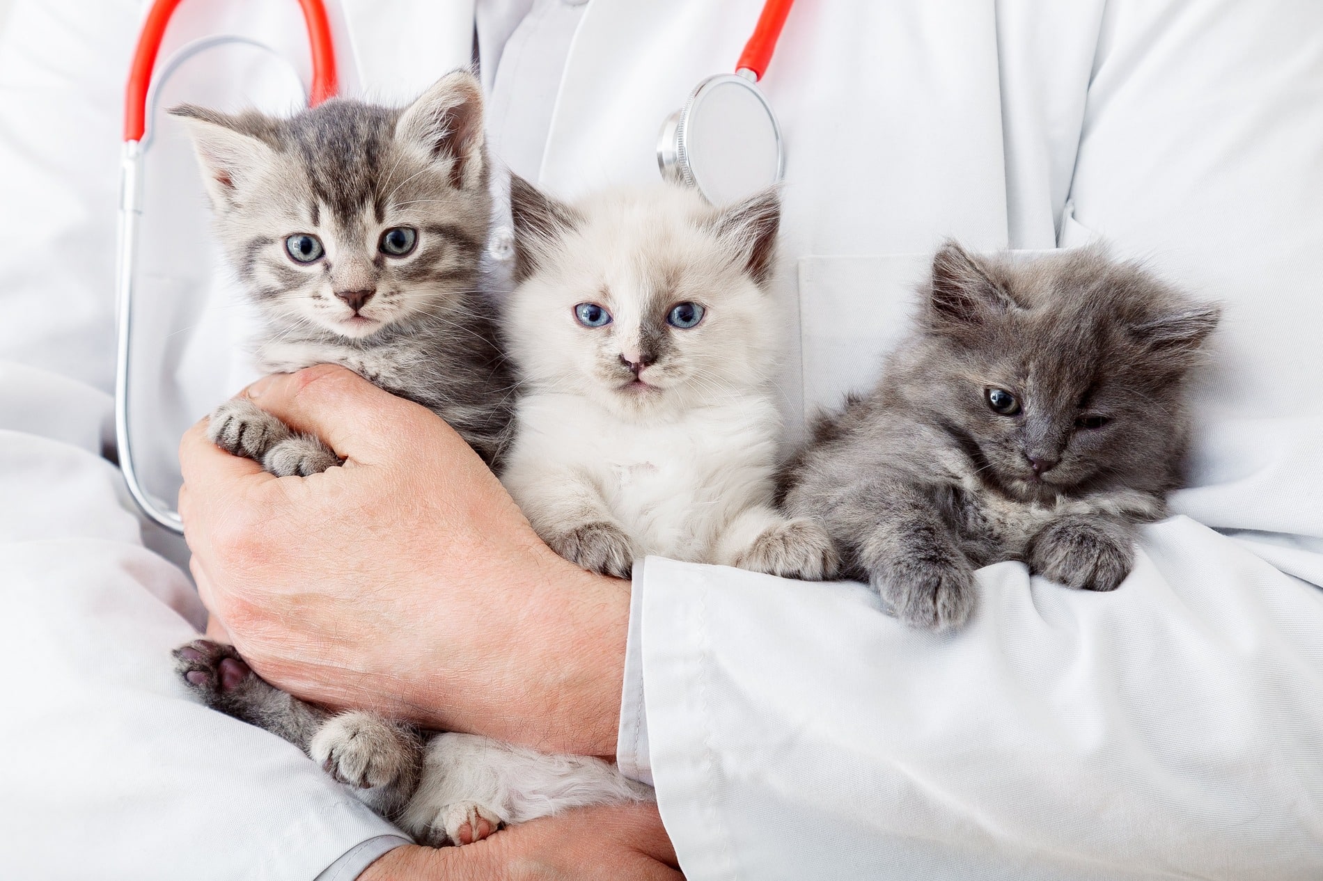 Kitties after vet appointment in Madison AL