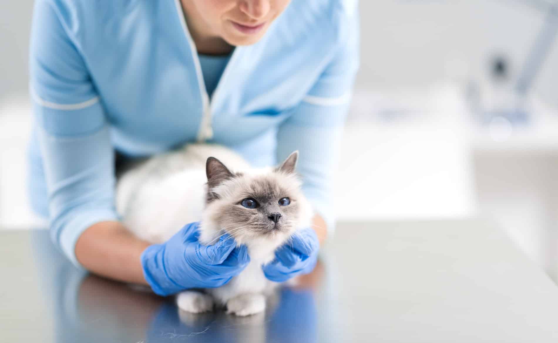 Happy cat at Pine Grove Animal Hospital