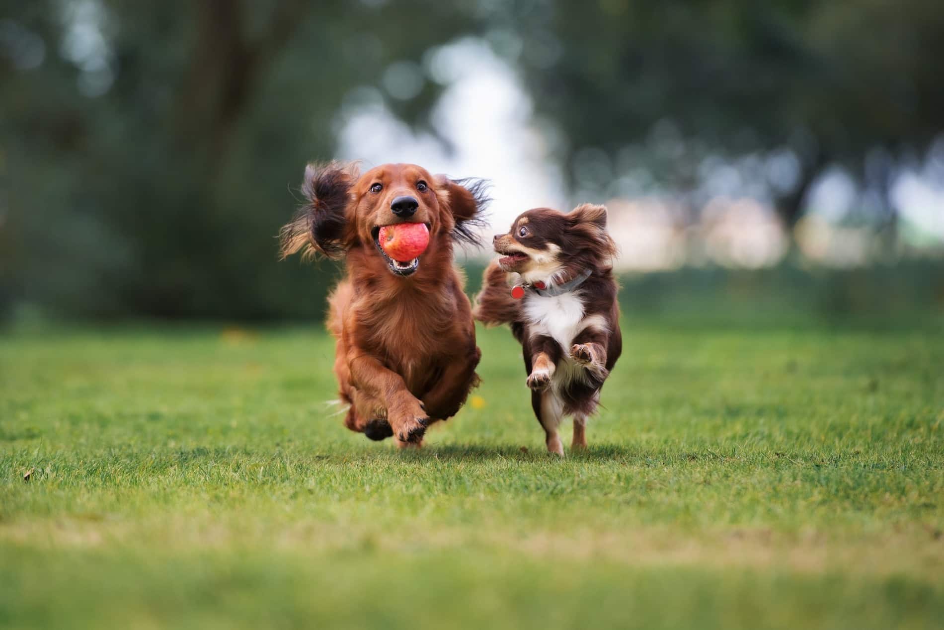 Dogs playing after surgery at Pine Grove Animal Hospital