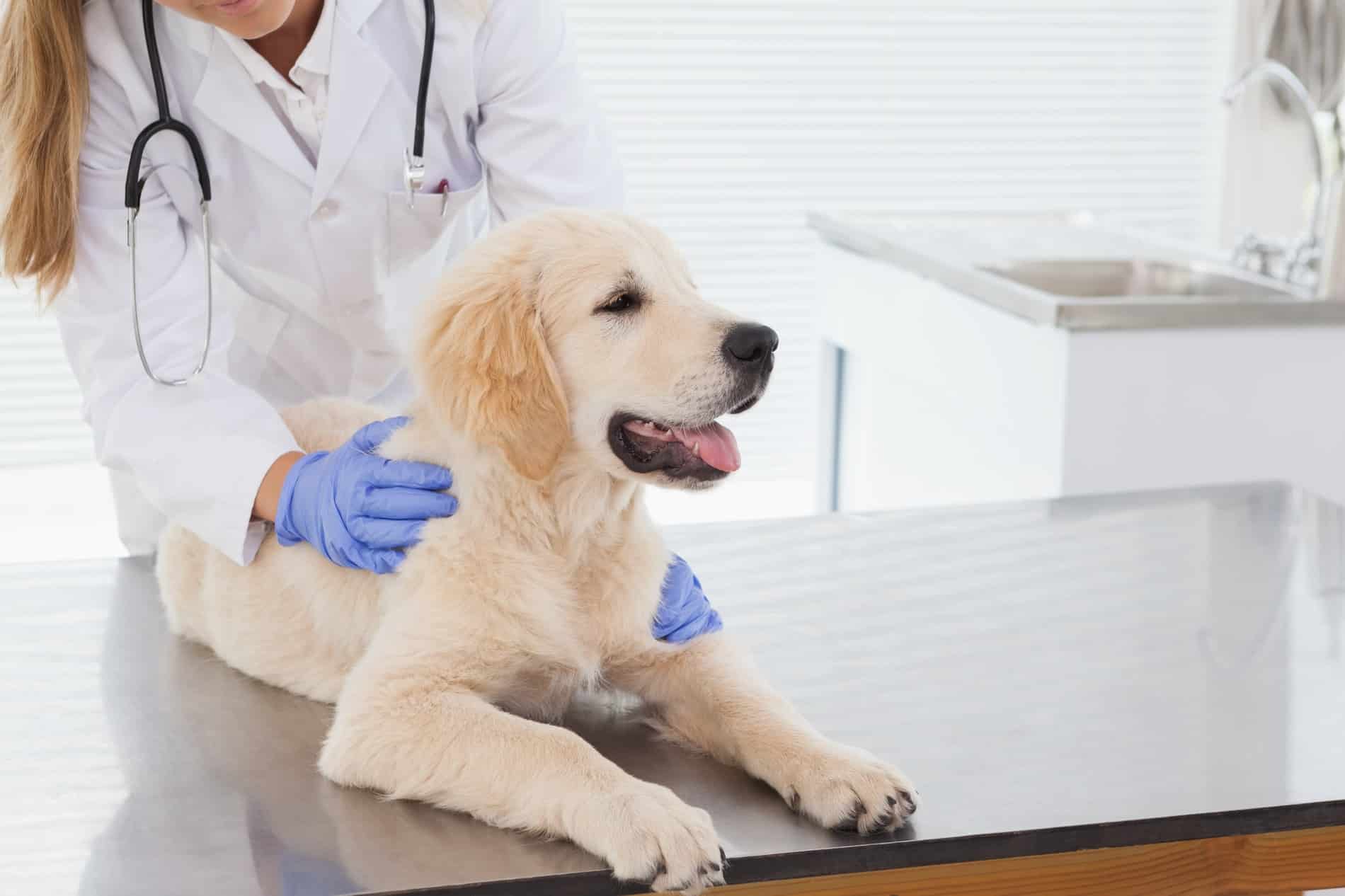 Happy dog at Pine Grove Animal Hospital