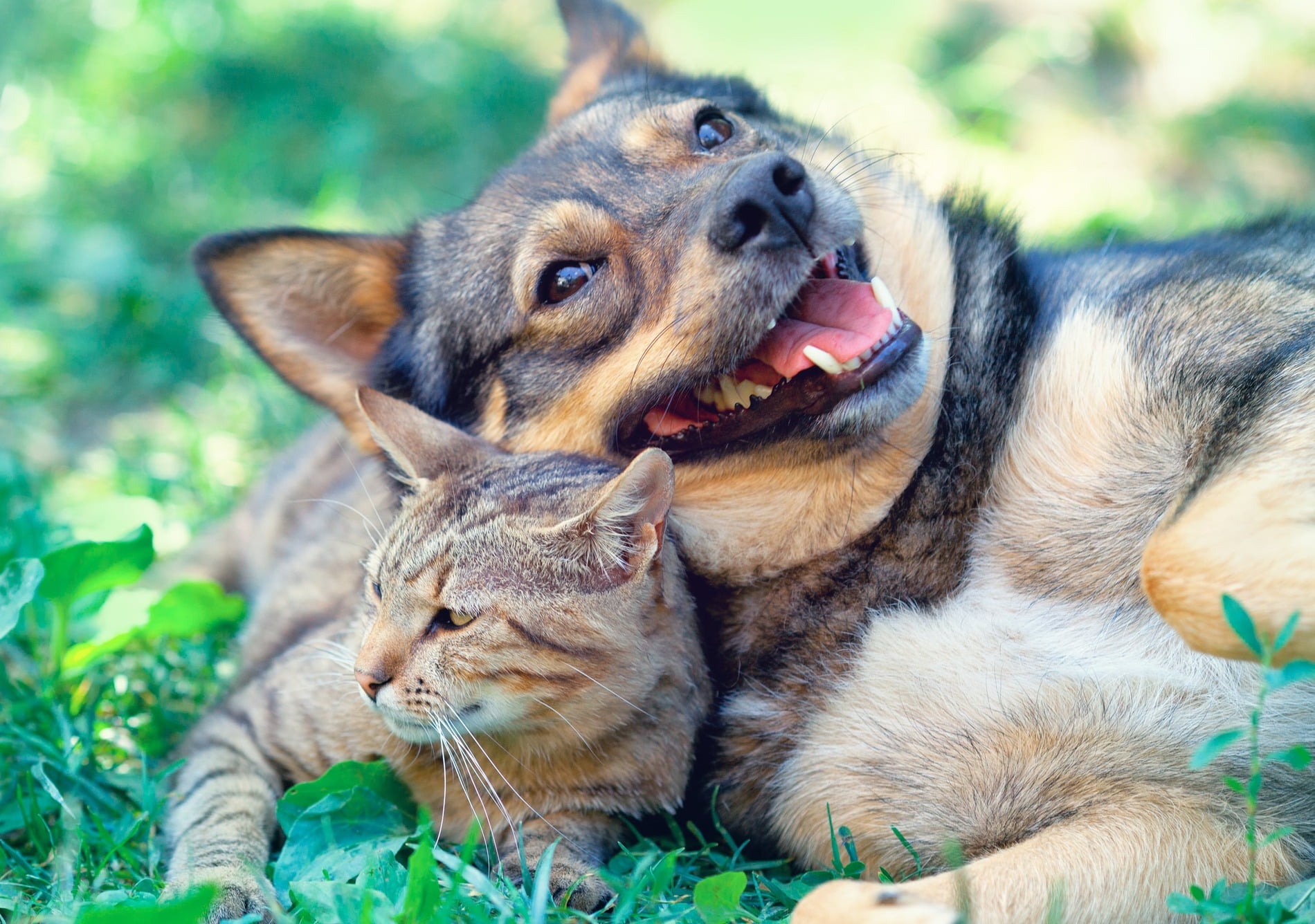 Happy cat and dog in Madison AL