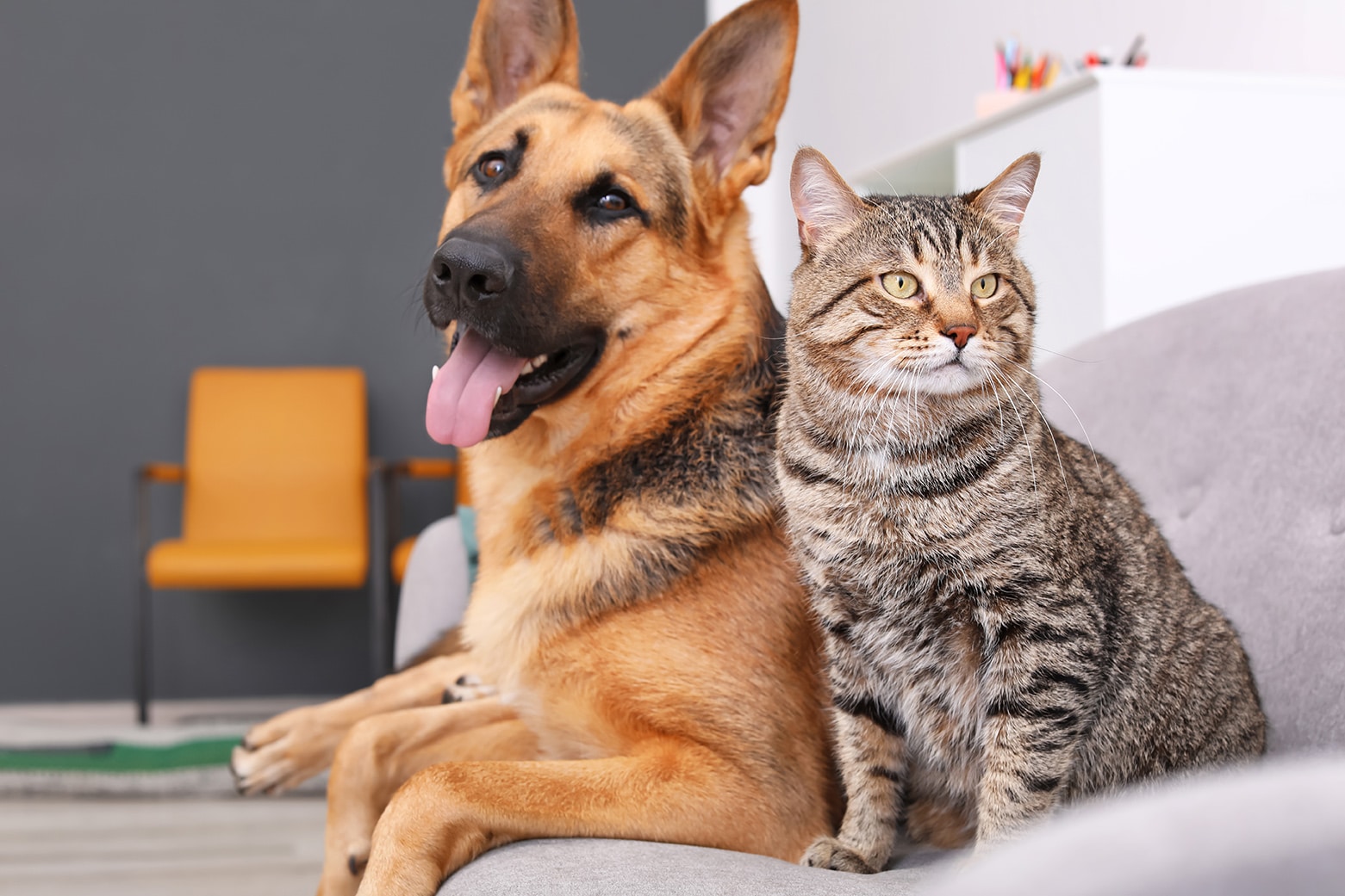 dog and cat on a couch in madison alabama