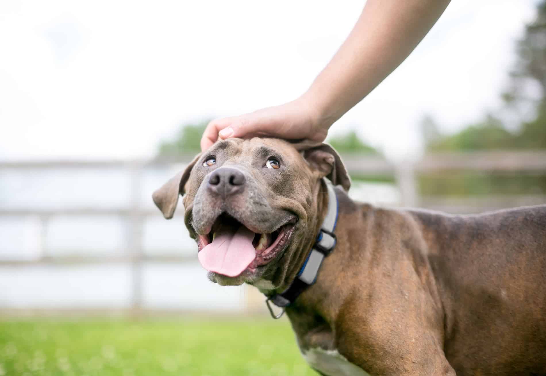 Happy dog after dental care in Madison AL