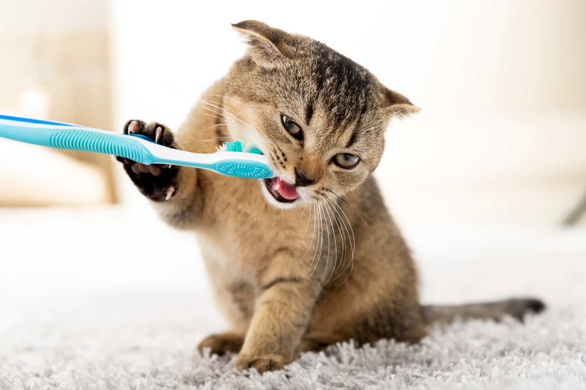 Happy cat after dental care in Madison AL