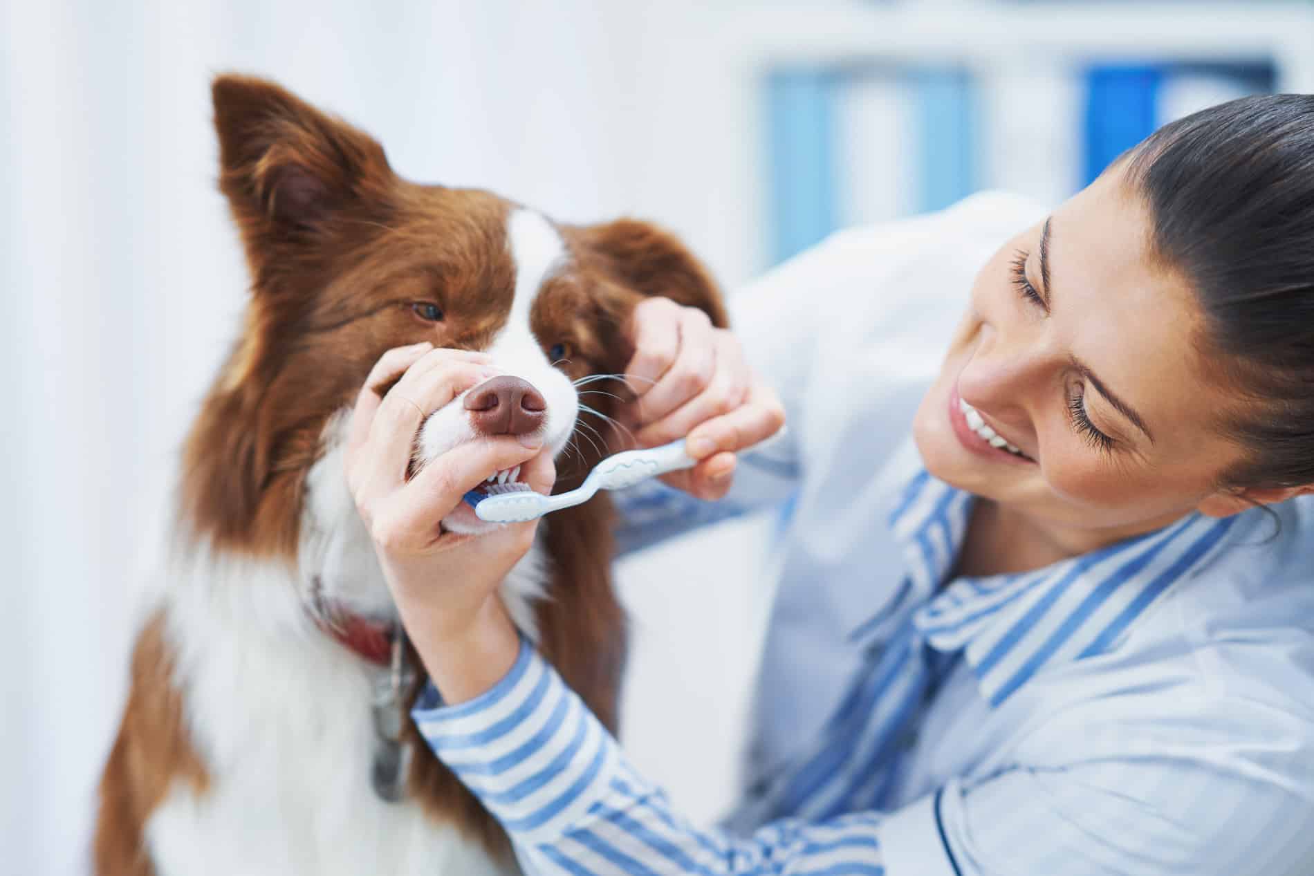 Happy dog recieving veterinary dental care in Madison AL