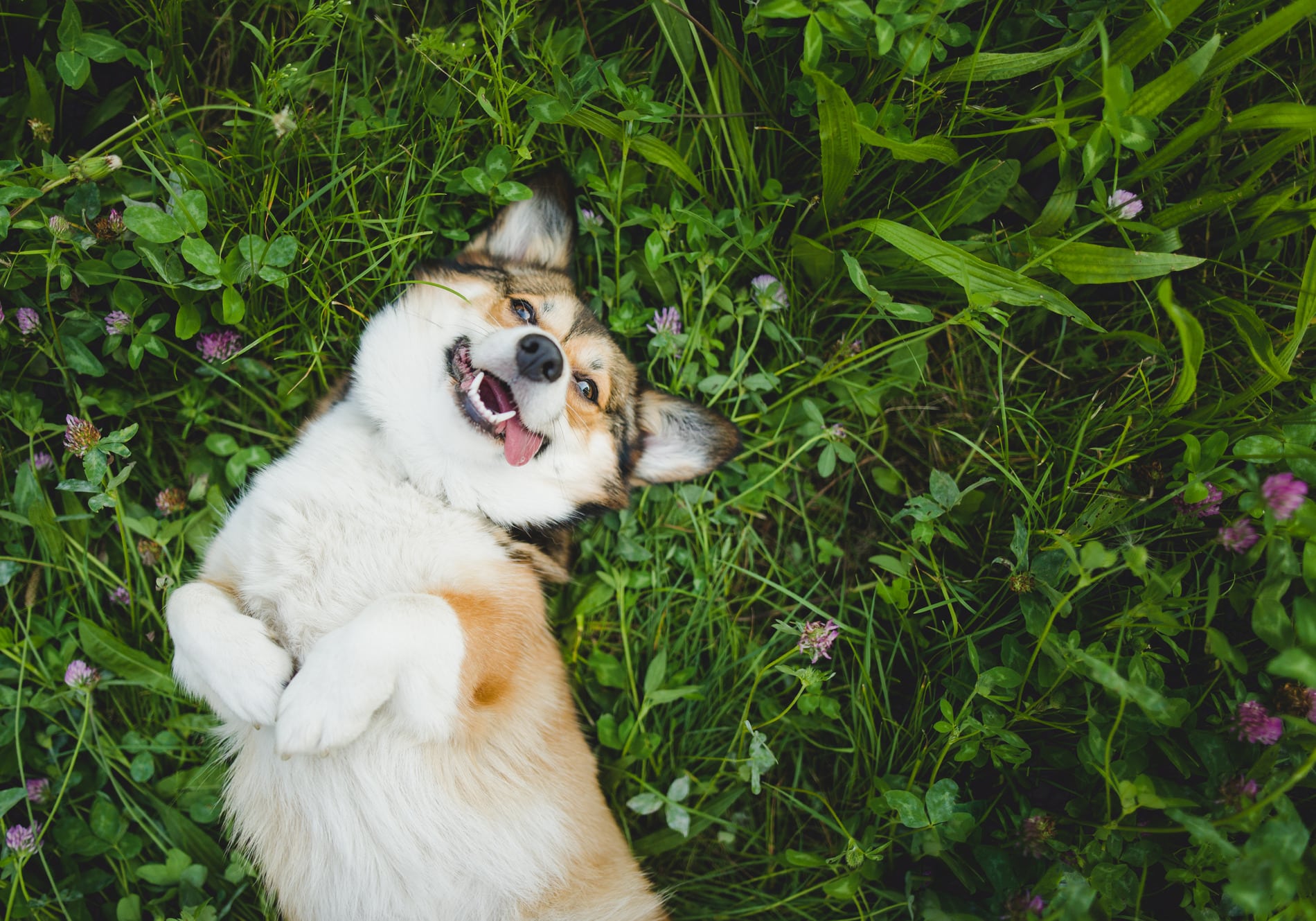 Happy, allergy free dog in Madison AL